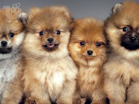 PoulaTo: Pomeranian - Πομερανιαν