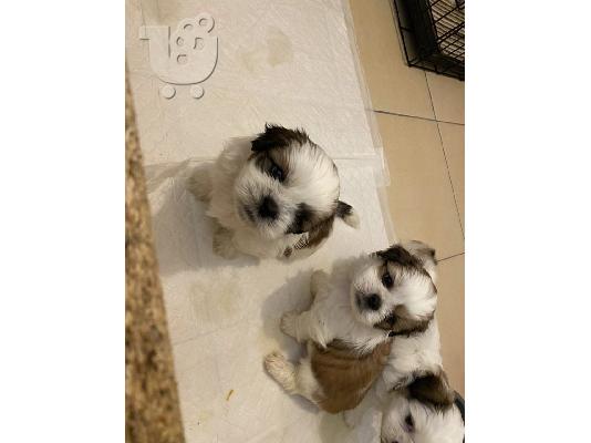 PoulaTo: Cățeluși Shih Tzu frumoși de vânzare