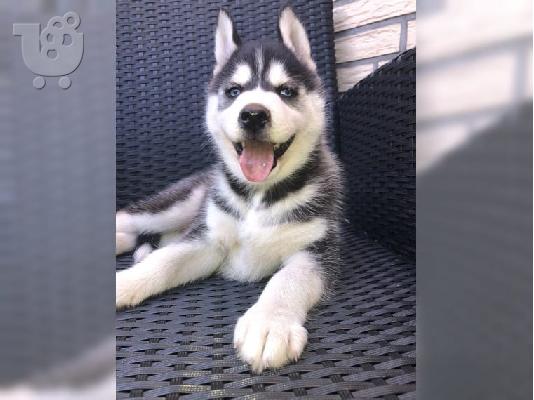 PoulaTo: Μπλε μάτια Σιβηρικό χάσκυ [ Siberian Husky]