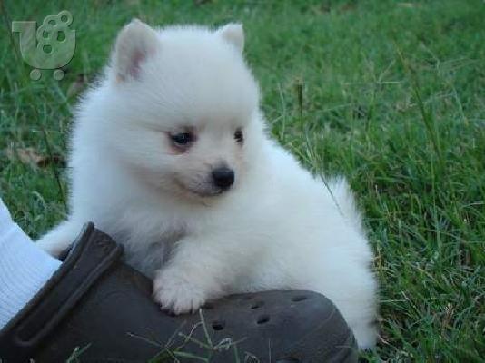 Καταπληκτικά κουτάβια από Pomeranian!
