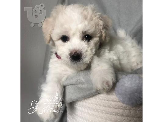 Bichon Frize κουτάβια