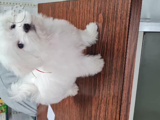 Coton De Tulear - Κοτόν Ντε Τουλεάρ