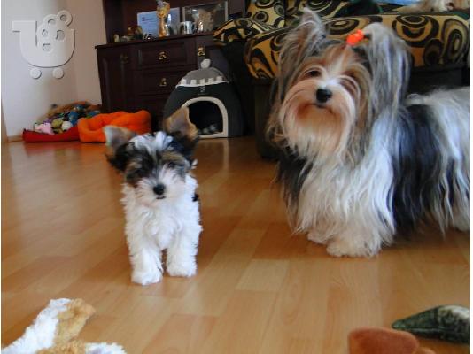 PoulaTo: 2 χαριτωμένο biewer yorkshire Terrier (αρσενικό και θηλυκό)