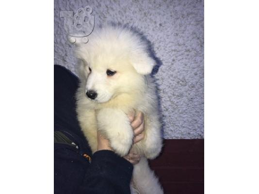 Πώληση κουτάβια Samoyed.