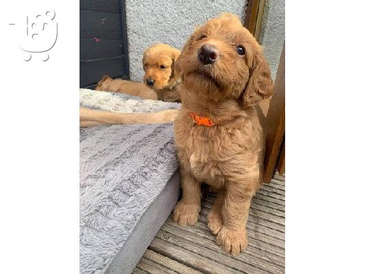 PoulaTo: Πωλούνται κουτάβια Labradoodle
