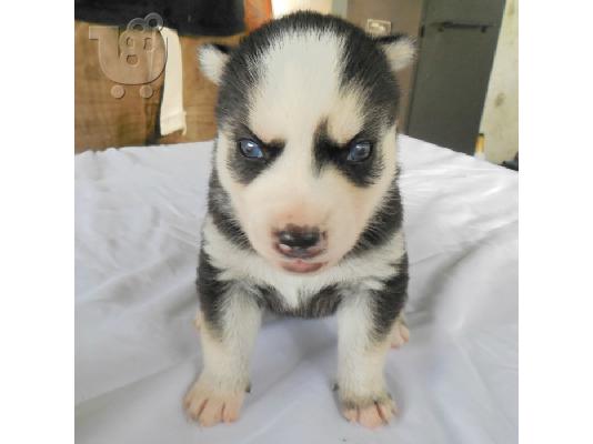 Τα εγγεγραμμένα κουτάβια της Σιβηρίας Husky προς πώληση...