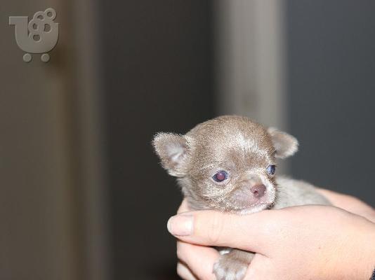 AKC Chihuahua Puppies
