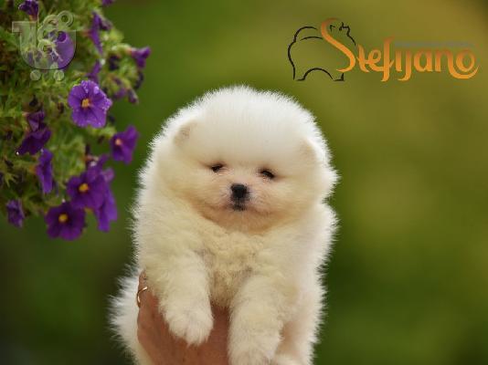 Pomeranian Boo. Κουτάβι φλιτζάνι τσαγιού
