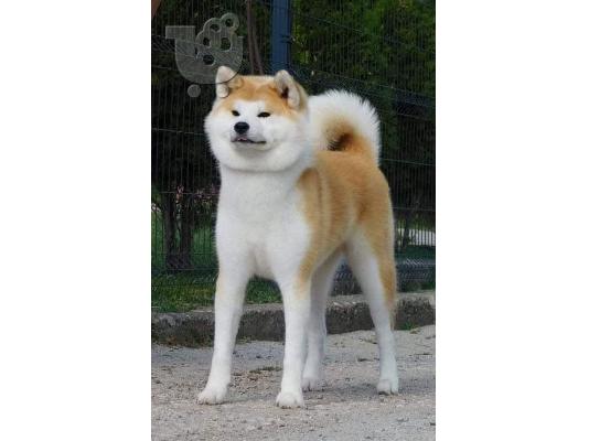 Ιαπωνικά κουτάβια Akita