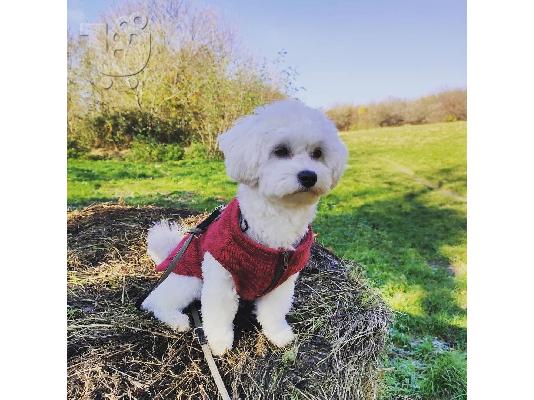 PoulaTo: Maltese puppy is now ready for adoption