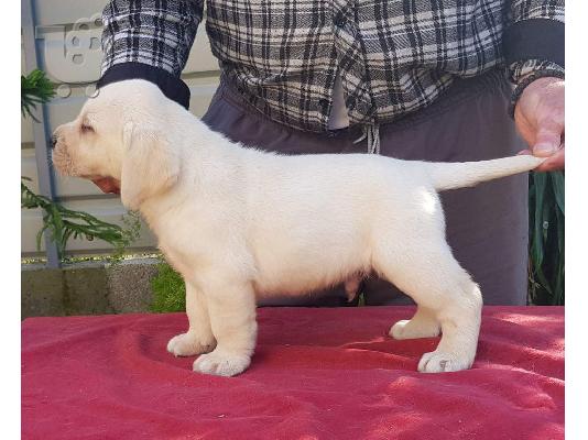 Labradol Retriver Puppies For You.