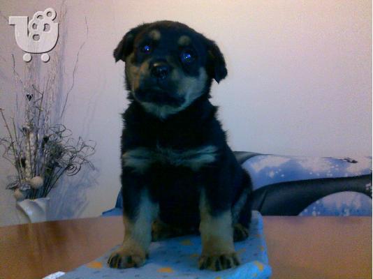 PoulaTo: Ροτβαιλερ -360 euro