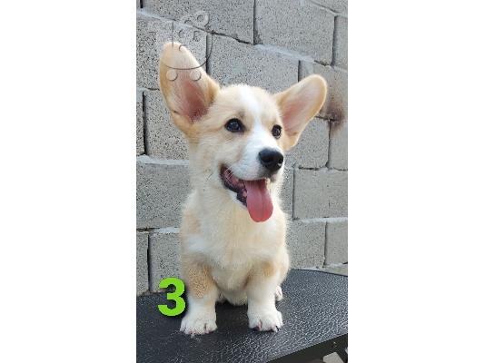 PoulaTo: Welsh Corgi κουτάβια