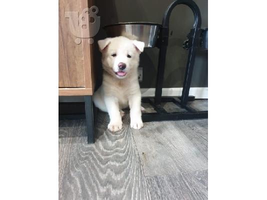 PoulaTo: American Akita Pups