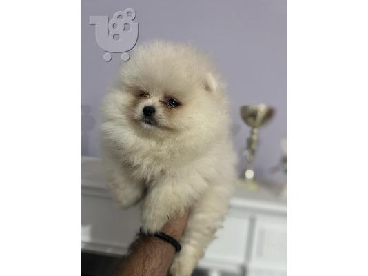 Pomeranians, κουτάβια κορυφαίων γραμμών αίματος και ομορφιάς...
