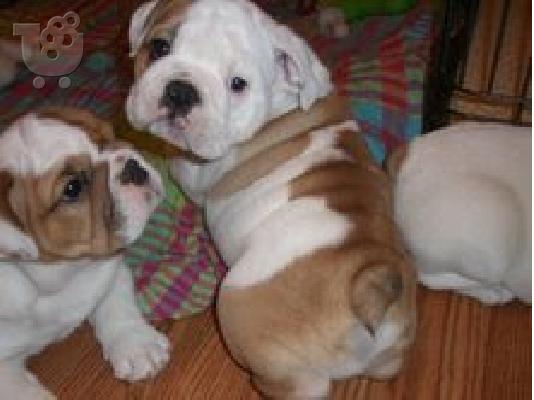 κουτάβια englishbull 300 €