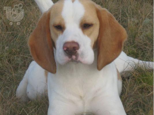 PoulaTo: Adorable beagle puppies