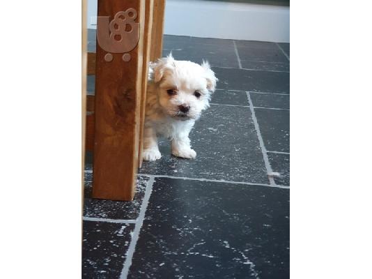 PoulaTo: Maltese Puppies (hypoallergenic Breed)