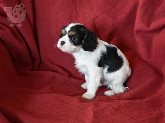 Cavalier King Charles Spaniel