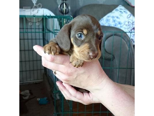 Καθαρόαιμο Dachshund