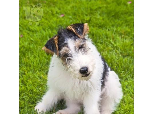 Fox Terrier Diathésima arseniká kai thilyká.