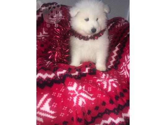 Όμορφα υγιή Samoyed κουτάβια