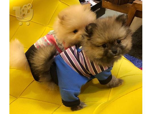 PoulaTo: Δύο όμορφα κουτάβια Pomeranian