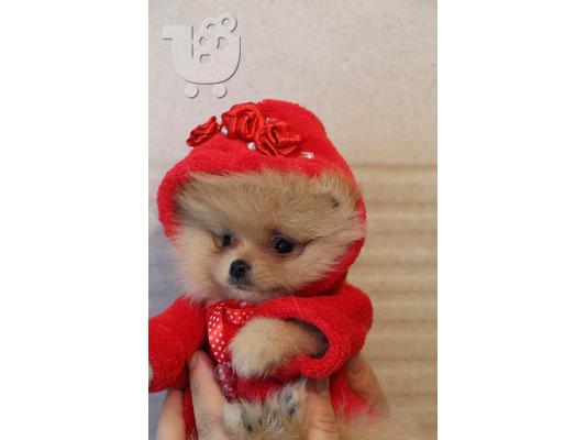 Pomeranian Spitz κουτάβια