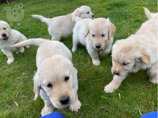 Πωλείται κουτάβι Golden Retriever