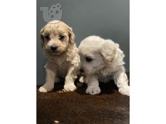 Πώληση Maltipoo Puppys