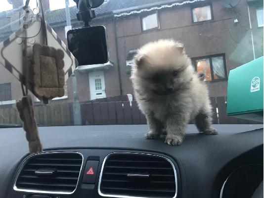 PoulaTo: Ευφυής Pomeranian Pups ** ΔΩΡΕΑΝ ** Εγκρίθηκε