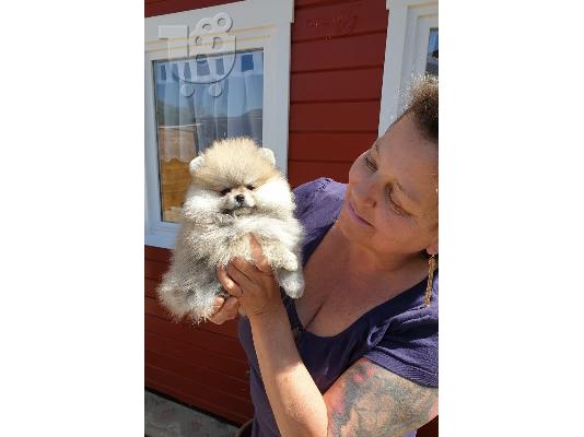 PoulaTo: Boo Mini Pomeranian