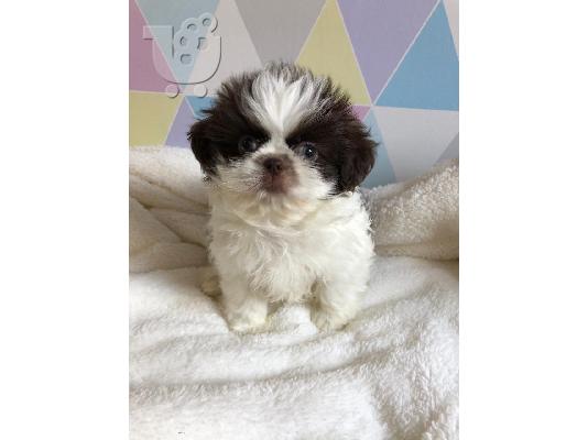 PoulaTo: Gorgeous Shih Tzu προς πώληση.s