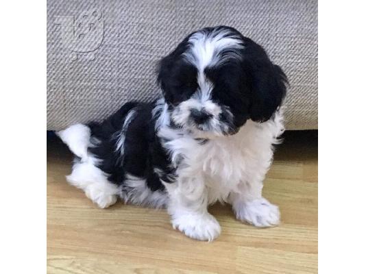 Όμορφα αυτοκρατορικά μωρά Shih Tzu