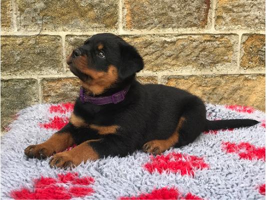 PoulaTo: Κουτάβια Rottweiler