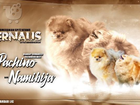 Κουτάβια Pomeranian Spitz