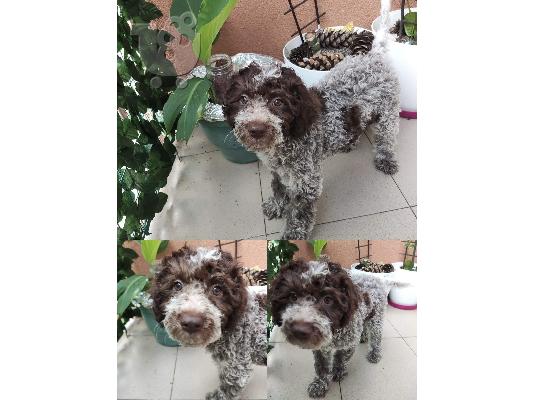 Lagotto Romagnolo κουτάβια προς πώληση