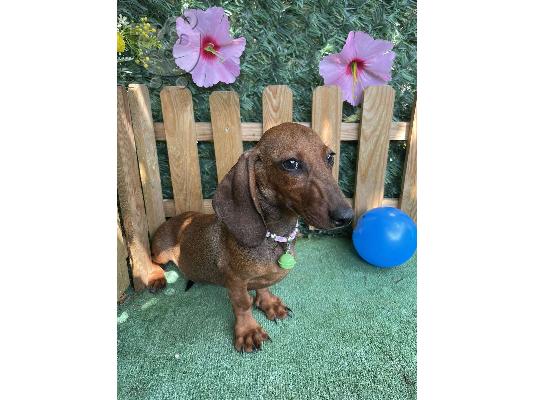 Νάνος Dachshund εξωτικά χρώματα