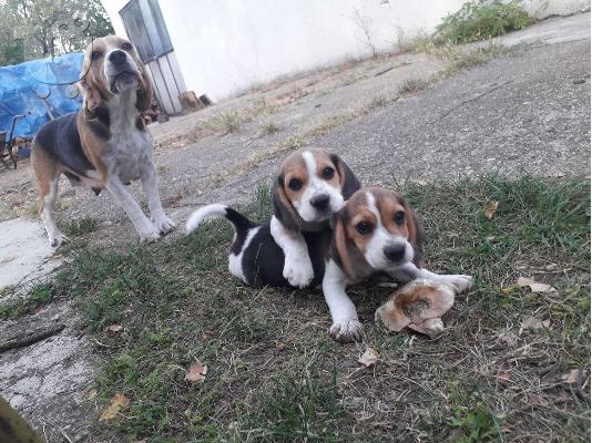 Ράτσα αγγλικού λαγωνικού κουτάβια προς πώληση