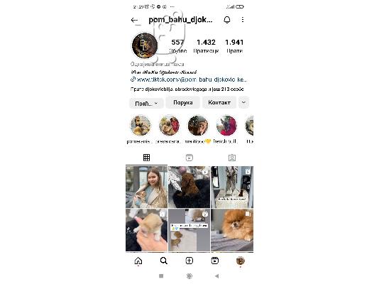 Pomeranian Spitz κουτάβια