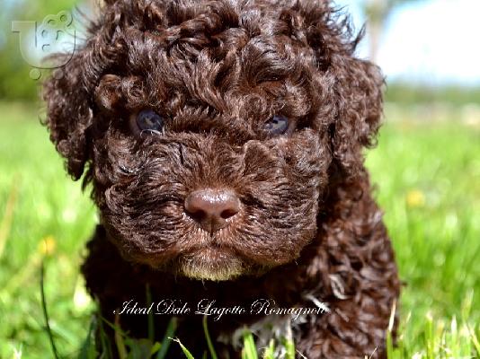 Lagotto Romagnolo κουτάβια