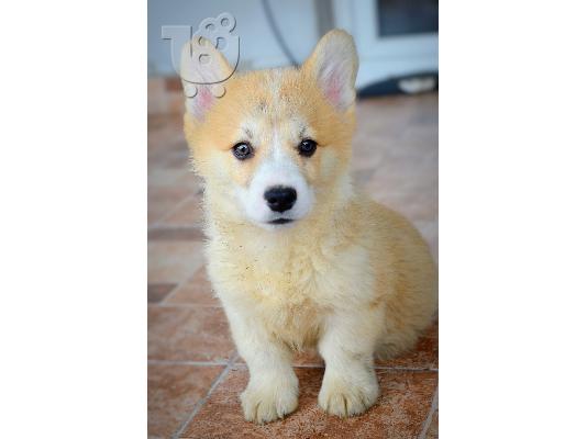PoulaTo: Κουτάβια Welsh Corgi Pembroke