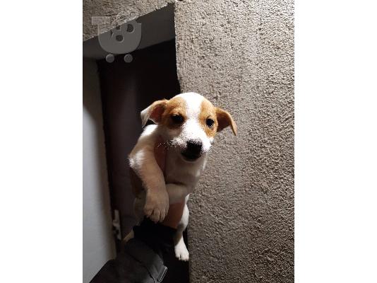 PoulaTo: Pomeranian Κουτάβια