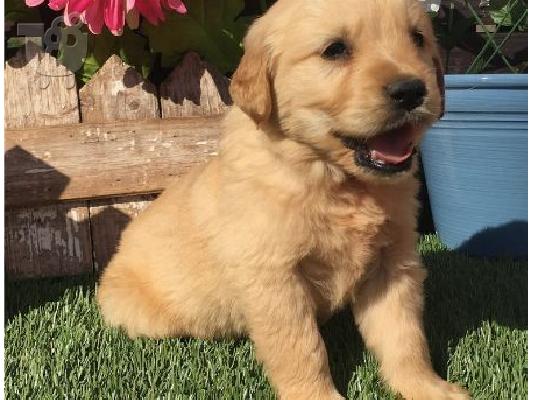 Εκπληκτικά Golden Retriever κουτάβια