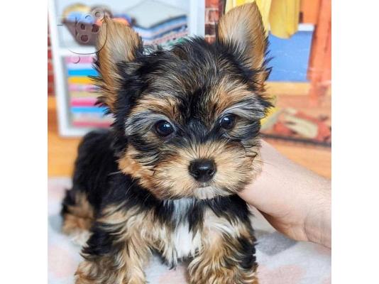 Yorkshire puppies mini size - Γιόρκσαιρ κουτάβια μίνι μέγεθος