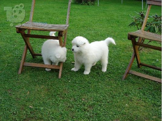 Εκπληκτικό καθαρό λευκό Samoyed κουτάβια
