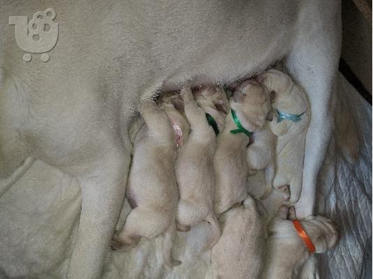 Διατίθενται καθαρόαιμα κουταβάκια Labrador.
