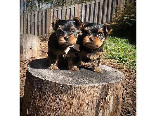 Beautiful Yorkshire Terrier puppies   WhatsApp on +31684628354