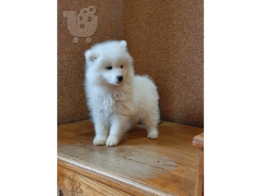 Samoyed όμορφα κουτάβια