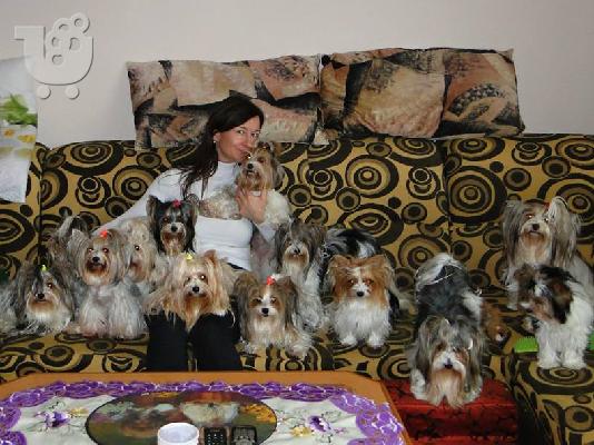 Χαριτωμένο καθαρόαιμο κουτάβι biewer yorkshire terrier
